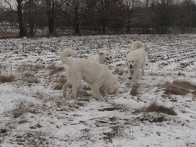 podhalan_9848.jpg - Owczarek Podhalański - KOKIETKA KESSI Badziar (5 miesięcy), BAŁAMUTKA BEJA Badziar i PRZYMILNY PERS Badziar.
