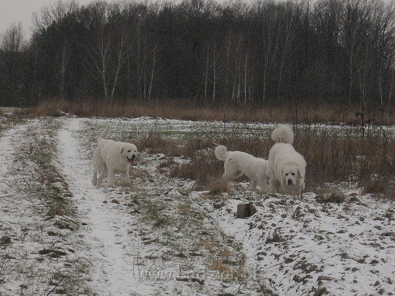 podhalan_9853.jpg - Owczarek Podhalański - od lewej: BAŁAMUTKA BEJA Badziar, KOKIETKA KESSI Badziar (5 miesięcy) i PRZYMILNY PERS Badziar.