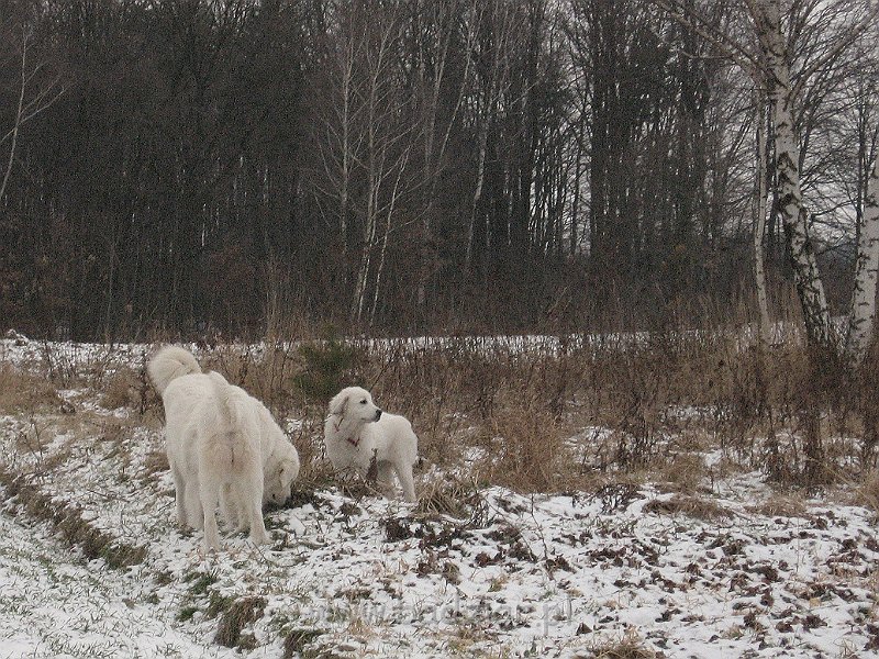podhalan_9865.jpg - Owczarek Podhalański - KOKIETKA KESSI Badziar (5 miesięcy), BAŁAMUTKA BEJA Badziar i PRZYMILNY PERS Badziar.