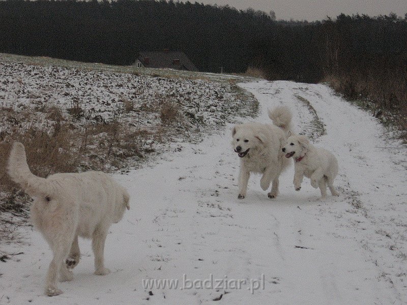podhalan_9883.jpg - Owczarek Podhalański - po prawej: PRZYMILNY PERS Badziar i KOKIETKA KESSI Badziar (5 miesięcy), po lewej: BAŁAMUTKA BEJA Badziar.
