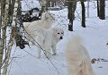 owczarekpodhalanski_0136