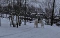 owczarekpodhalanski_0139