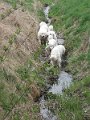 podhalan_0248