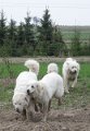 podhalan_0266