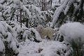 podhalan_04752