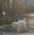 podhalan_05128