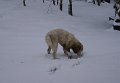 podhalan_05690