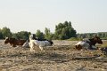 podhalan_05940