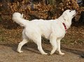 podhalan_08986