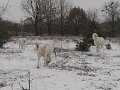 podhalan_9843