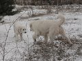 podhalan_9845