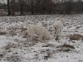 podhalan_9848