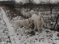 podhalan_9850