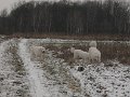 podhalan_9853