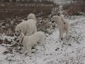podhalan_9857