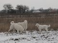 podhalan_9858