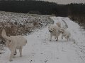 podhalan_9883