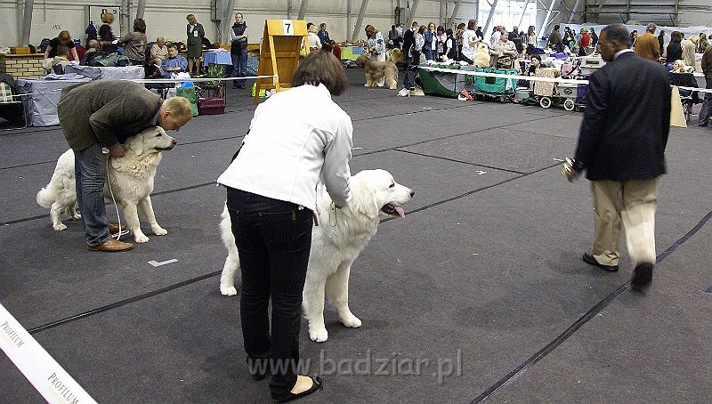 655213_tRGp1C.jpeg - Owczarek Podhalański - KUM KARAVAGIO Badziar (9 miesięcy) (po prawej)