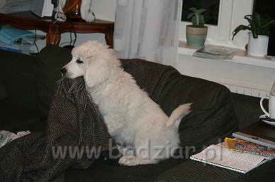 Karavag0005.jpg - Owczarek Podhalański - KUM KARAVAGIO Badziar (3 miesięczny)