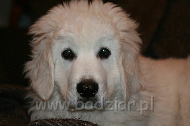 Karavag0006.jpg - Owczarek Podhalański - KUM KARAVAGIO Badziar (3 miesięczny)