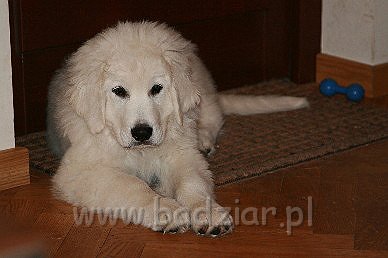 Karavagi0002.jpg - Owczarek Podhalański - KUM KARAVAGIO Badziar (3 miesięczny)