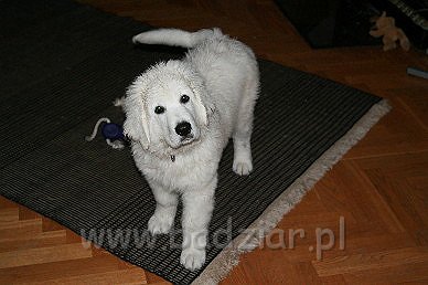 Karavagi0003.jpg - Owczarek Podhalański - KUM KARAVAGIO Badziar (3 miesięczny)