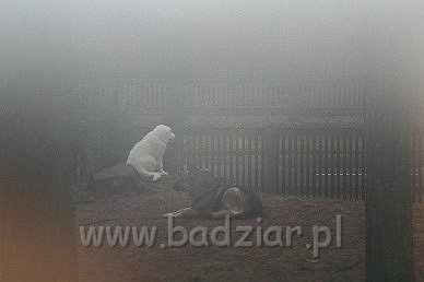 Karavagi0004.jpg - Owczarek Podhalański - KUM KARAVAGIO Badziar (3 miesięczny)