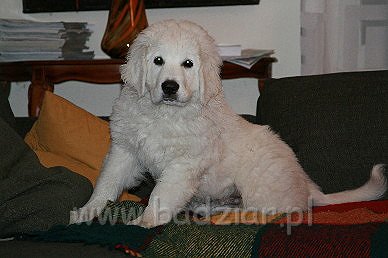 Karavagi0005.jpg - Owczarek Podhalański - KUM KARAVAGIO Badziar (3 miesięczny)