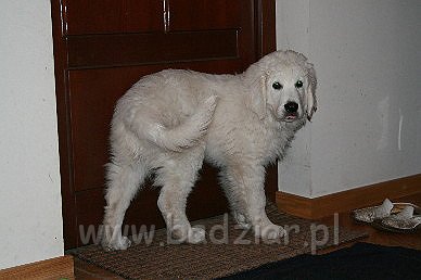 Karavagi0006.jpg - Owczarek Podhalański - KUM KARAVAGIO Badziar (3 miesięczny)