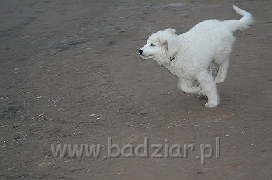Karavagi0007.jpg - Owczarek Podhalański - KUM KARAVAGIO Badziar (3 miesięczny)