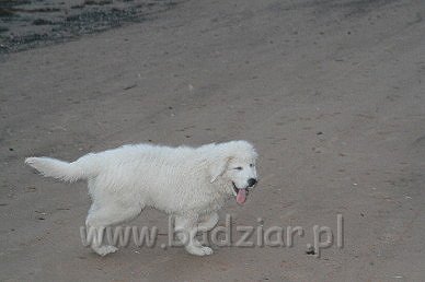 Karavagi0009.jpg - Owczarek Podhalański - KUM KARAVAGIO Badziar (3 miesięczny)