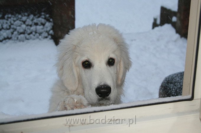 Kaza0006.jpg - Owczarek Podhalański - KUM KARAVAGIO Badziar (4 miesięczny)