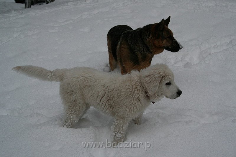 Kaza0009.jpg - Owczarek Podhalański - KUM KARAVAGIO Badziar (4 miesięczny)