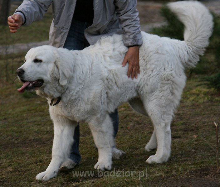 Suni7men0002.jpg - Owczarek Podhalański - KUM KARAVAGIO Badziar (7 miesięcy)