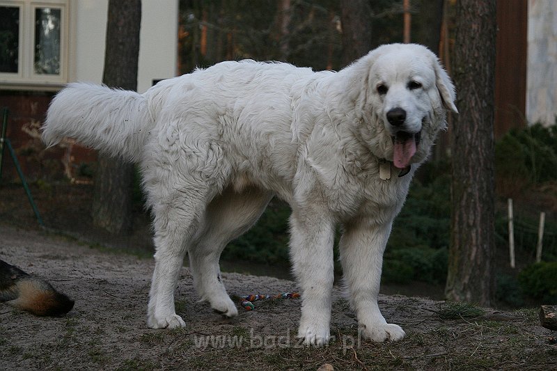 Suni7men0004.jpg - Owczarek Podhalański - KUM KARAVAGIO Badziar (7 miesięcy)