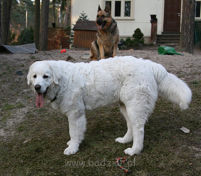 Suni7men0006.jpg - Owczarek Podhalański - KUM KARAVAGIO Badziar (7 miesięcy)