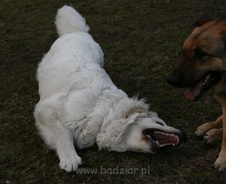 Suni7men0008.jpg - Owczarek Podhalański - KUM KARAVAGIO Badziar (7 miesięcy)