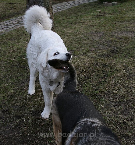 Suni7men0009.jpg - Owczarek Podhalański - KUM KARAVAGIO Badziar (7 miesięcy)