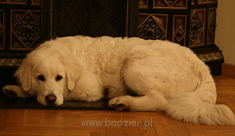 Suni7men10001.jpg - Owczarek Podhalański - KUM KARAVAGIO Badziar (7 miesięcy)