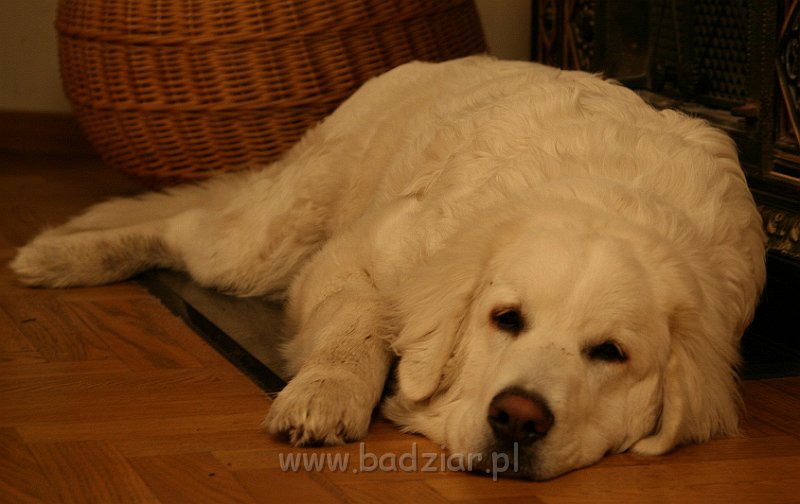 Suni7men20001.jpg - Owczarek Podhalański - KUM KARAVAGIO Badziar (7 miesięcy)