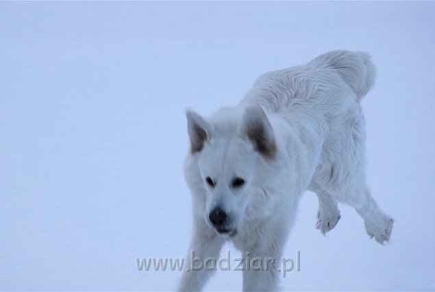 kaza4.jpg - Owczarek Podhalański - KUM KARAVAGIO Badziar (15 miesięcy)
