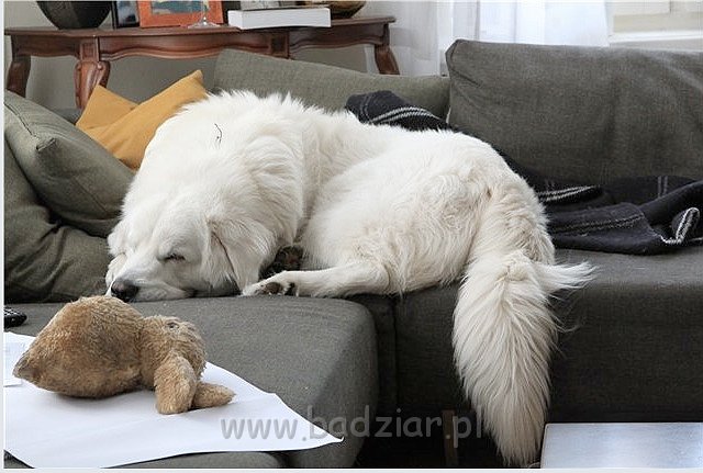 kaza7.jpg - Owczarek Podhalański - KUM KARAVAGIO Badziar (15 miesięcy)