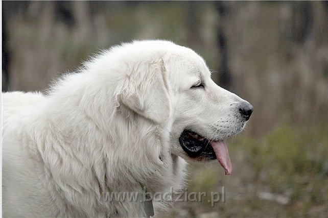kaza8.jpg - Owczarek Podhalański - KUM KARAVAGIO Badziar (15 miesięcy)