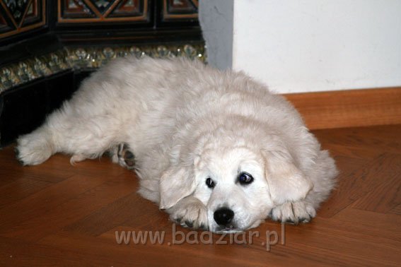 podhalan_0002.jpg - Owczarek Podhalański - KUM KARAVAGIO Badziar