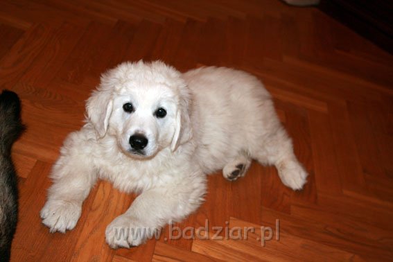 podhalan_0004.jpg - Owczarek Podhalański - KUM KARAVAGIO Badziar