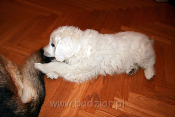 podhalan_0005.jpg - Owczarek Podhalański - KUM KARAVAGIO Badziar