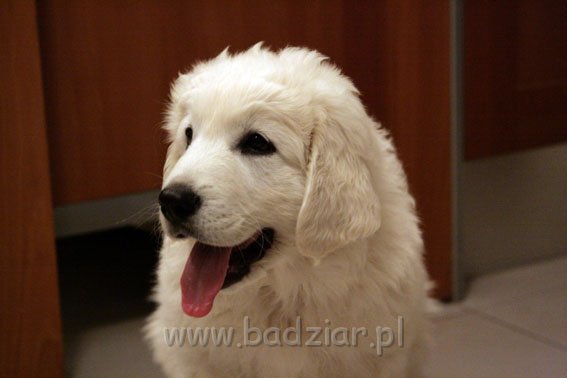podhalan_0006.jpg - Owczarek Podhalański - KUM KARAVAGIO Badziar