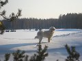 Viesturi0001