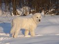 Viesturi0020