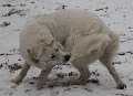 Ziemanak_0022